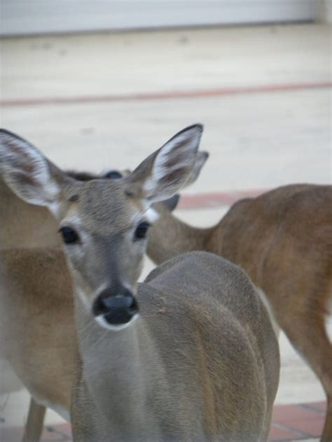 Zoo Tails: Endangered Animals: Key Deer