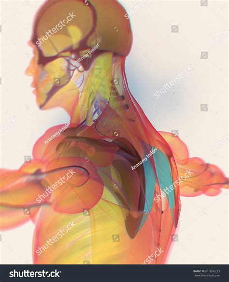 Anatomy Muscle Body Rhomboid Majorhuman Body Stock Illustration 613096223