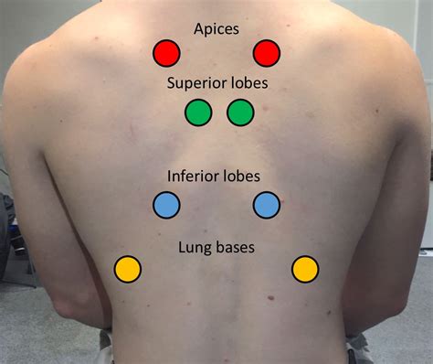 auscultation  lungs lung sounds breath sounds types