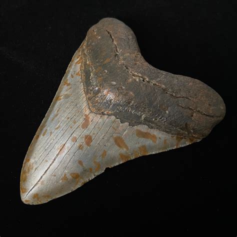 5.13" Megalodon Shark Tooth Fossil - The Fossil Exchange - Touch of Modern
