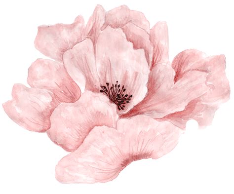 Blush Pink Watercolor Flowers PNG