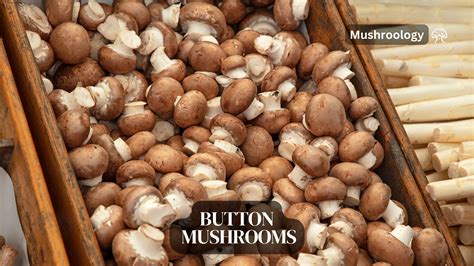 Button Mushrooms (Agaricus bisporus) Guide - Mushroom Growing and ...