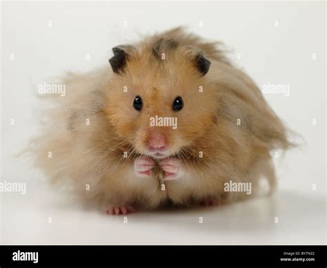 Cute fluffy hamster, UK Stock Photo - Alamy