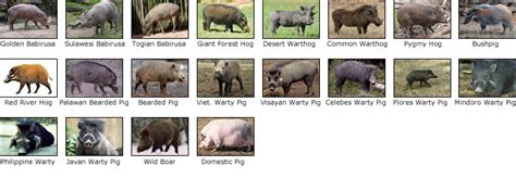 Family Suidae: The Pigs - Untamed Science