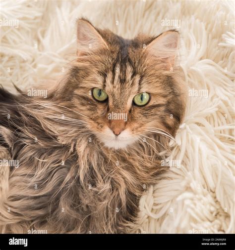 Norwegian Forest Cat, long-haired cat installed comfortably on the sofa ...