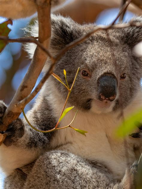 10 of Australia’s most unique animals | TravelEssence