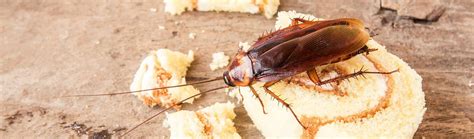 pest control durban  businesses  durban homify