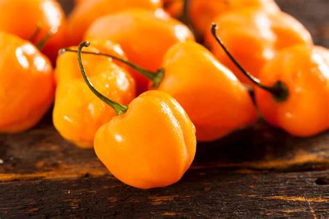grow habanero peppers  seed  step  step planting guide