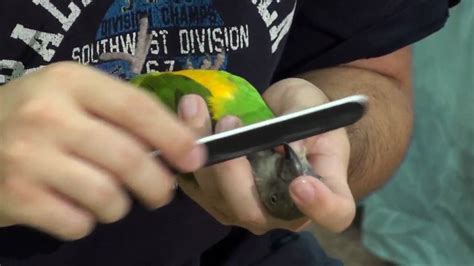 How To Trim An Eclectus Parrot’s Beak | Master Parrot