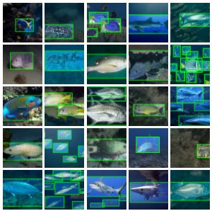 Fish Object Detection Dataset