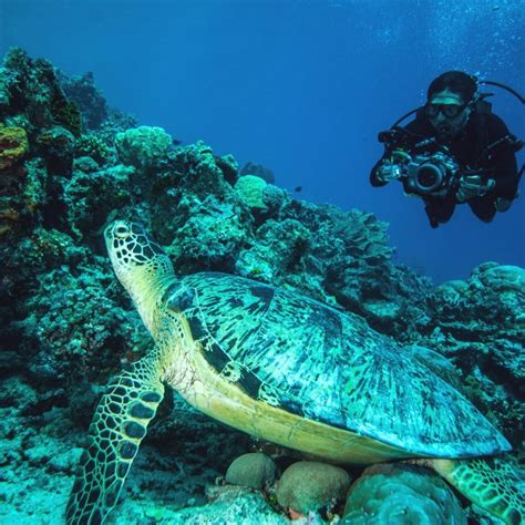 menyelam   pulau  derawan agenda indonesia