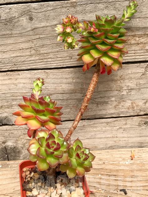 shpr sedeveria letizia kaktus onlayn