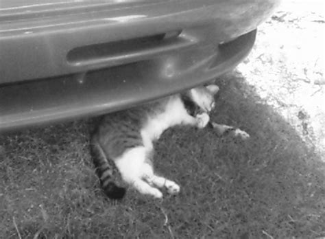 dead cat  dphantomgurl  deviantart