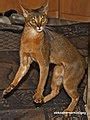 category cat wikimedia commons