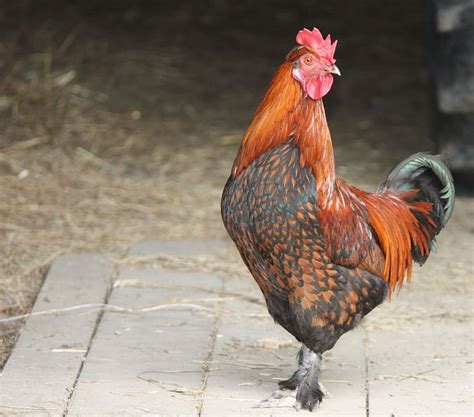 cock poultry bird feathers backyard rooster chicken bird farm