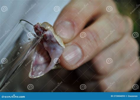 Southern Copperhead (Agkistrodon Contortrix) Stock Image - Image of ...