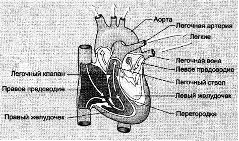 Легочная артерия: норма давления, функции и заболевания