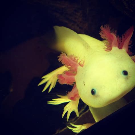 images underwater amphibian yellow fish goldfish macro