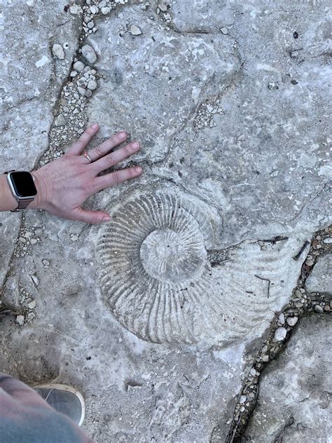 Austin actually has a pretty nice Japanese Garden : Austin