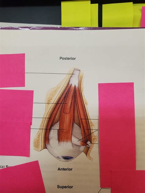 superior view  eye diagram quizlet