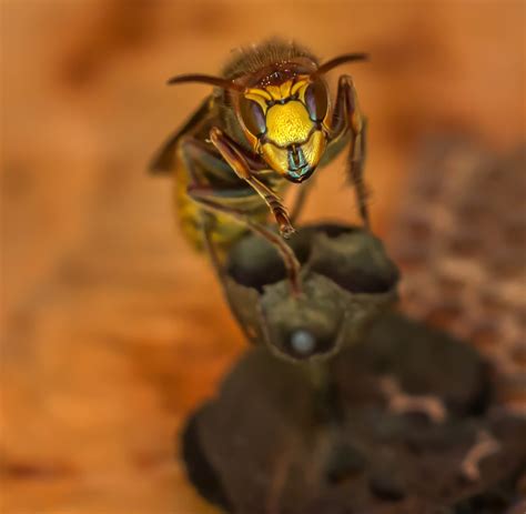Wasps, Hornets & Yellowjackets - Nature Guard Pest Control Arkansas