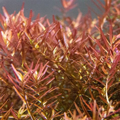 Saxon - Rotala sp. h'ra