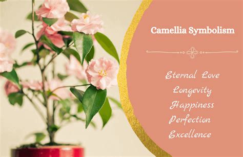 Camellias: Symbols of Eternal Love and Pure Devotion - Symbol Sage