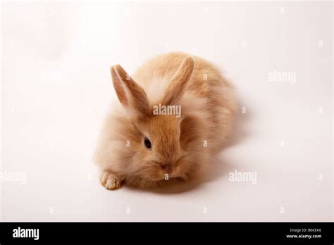 single light brown lionhead rabbit stock photo alamy