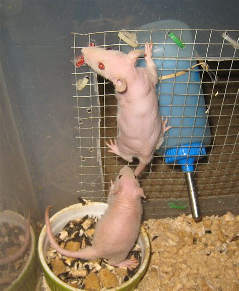 Baby Hairless Rescue Girls *adoption fee is for the pair*