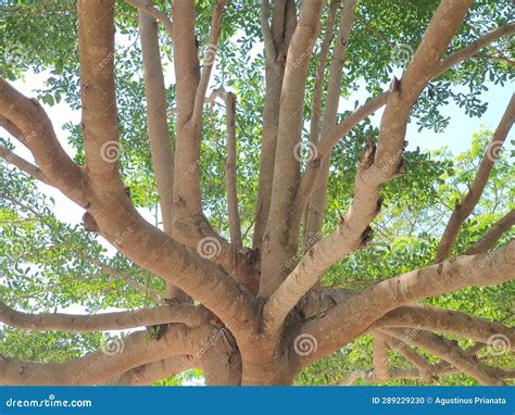 Koa Tree Plantation at the Garden Stock Photo - Image of branches, wood ...