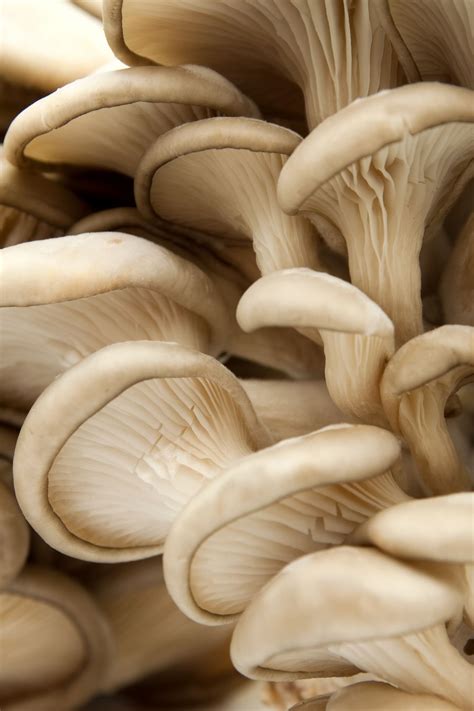 Oyster Mushrooms: The Complete Guide - The Gourmet Bon Vivant