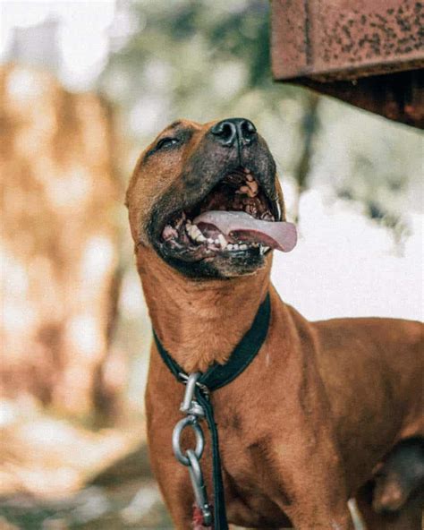 The German Shepherd Pitbull Mix - Your Ultimate Information Guide ...