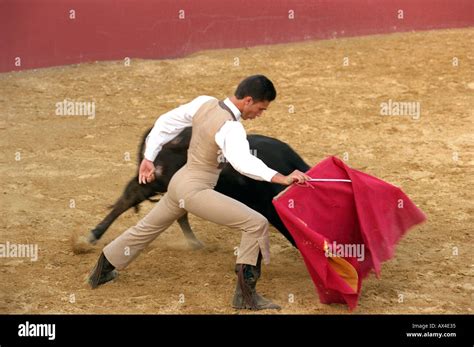 how to become a bull fighter