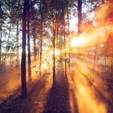 morning sunrise sunbeam wallpaper wallpaperscom