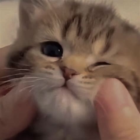 squished face cute cat pfp | Cute puppies and kittens, Cute cats, Cute ...