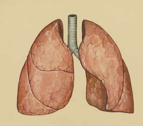 lungs  function  common problems