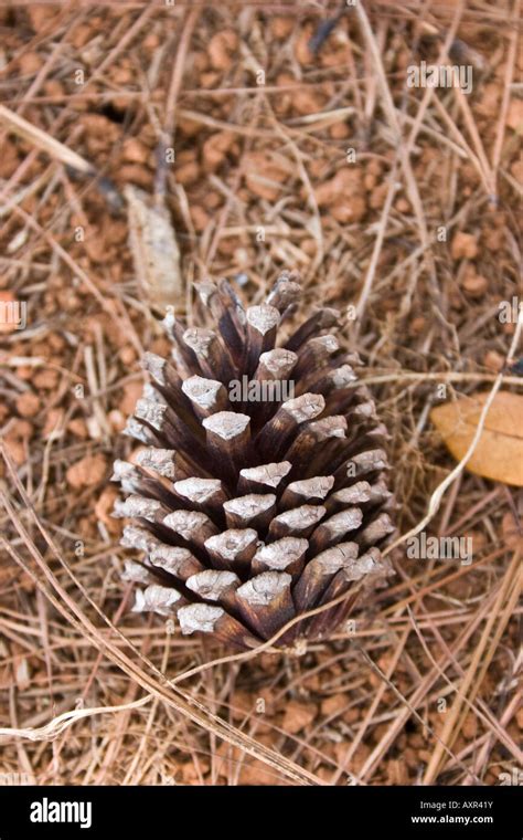 strobilus  conifer female cone stock photo alamy