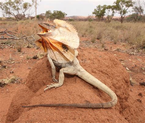 Chlamydosaurus kingii (Frill-necked Lizard) in North Western QLD