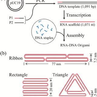 (PDF) RNA-DNA hybrid origami: Folding of a long RNA single strand into ...