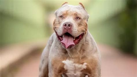 Reason why dog owners love XL Bullies revealed, according to vet ...