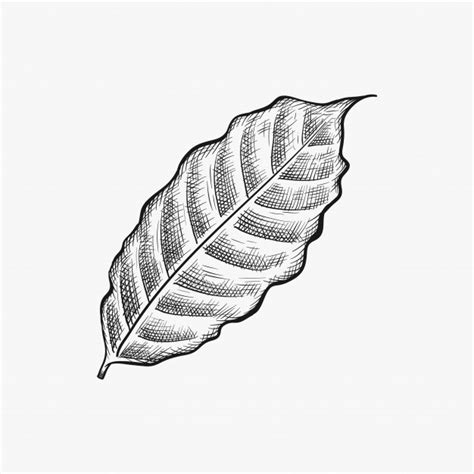 Coffee Leaf Vector at Vectorified.com | Collection of Coffee Leaf ...