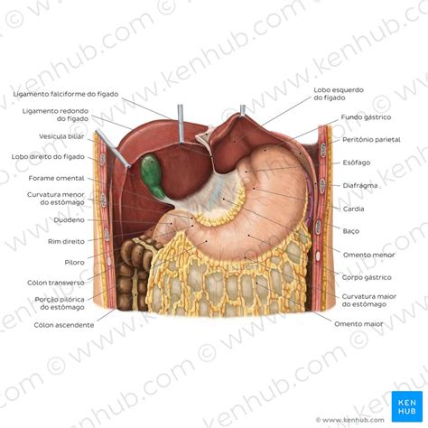 Estomago Função - Estômago - Anatomia, histologia, função e propriedades | Kenhub