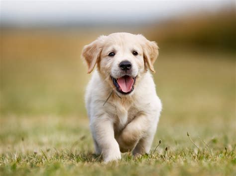 glueckliche welpen und hunde