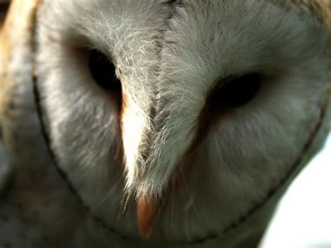 Barn Owl Wallpapers - Top Free Barn Owl Backgrounds - WallpaperAccess