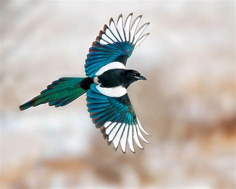 Black-billed Magpie | Audubon Field Guide
