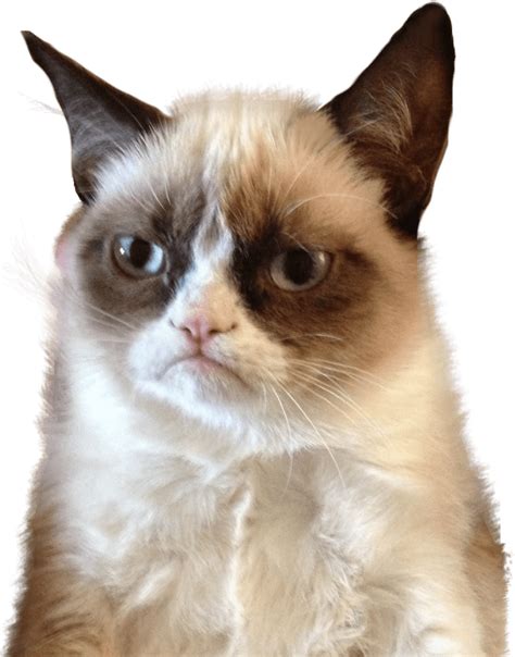 cat meme png images wallpaperscom