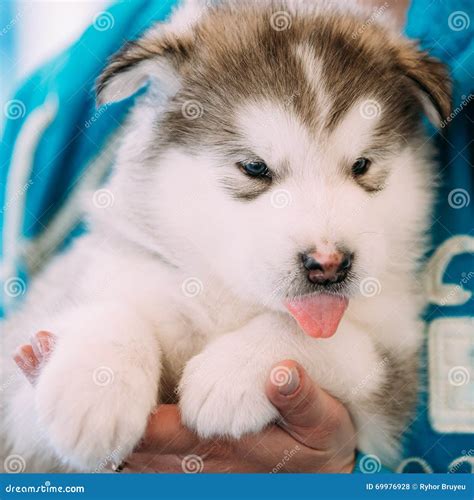 Alaskan Malamute Puppy Dog Sits in Hands of Owner Stock Photo - Image of hand, white: 69976928