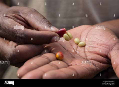 Tanzania. Coffee Beans from Inside the Hull Stock Photo - Alamy