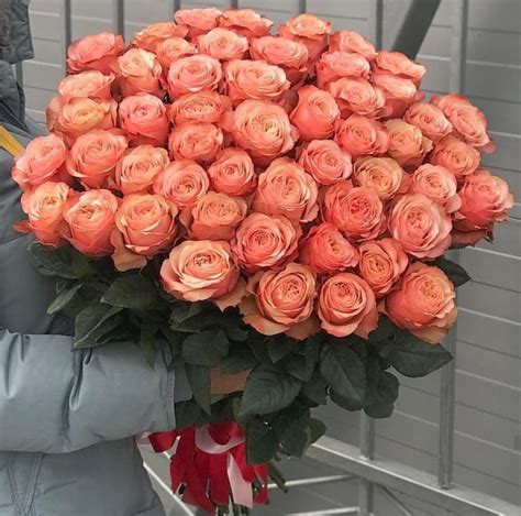 Роза Кохала Фото И Описание – Telegraph