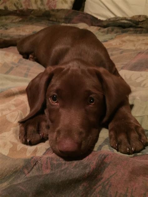 "Mommy don't leave me!" Love my Labby girl, Storm! | Dont leave me